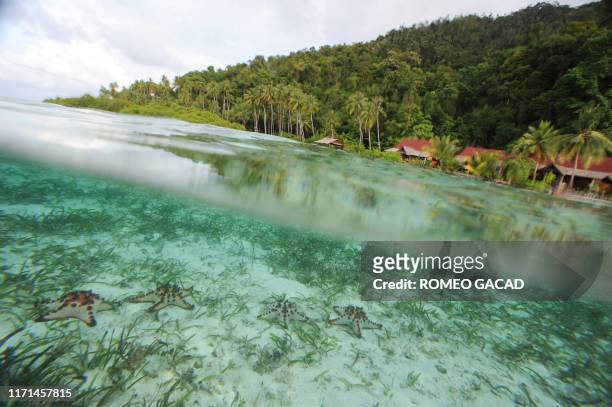 In this photograph taken on October 22, 2011 starfish are seen in Raja Ampat's Mansuar Island located in eastern Indonesia's Papua region. Called the...
