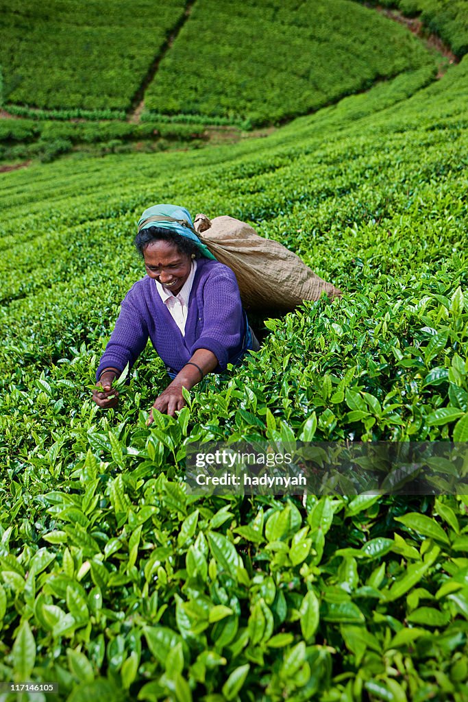 Tamil tea pickers collecting leaves, Sri Lanka