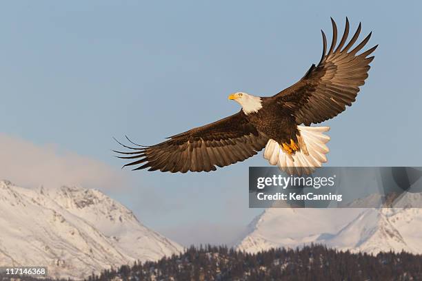 bald eagle soaring over mountains - american eagle pics stock pictures, royalty-free photos & images