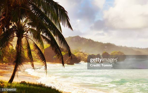 bathsheba, barbados - barbados beach stock pictures, royalty-free photos & images