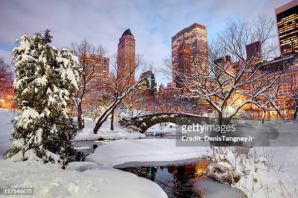 winter in central park, new york city - central park 個照片及圖片檔