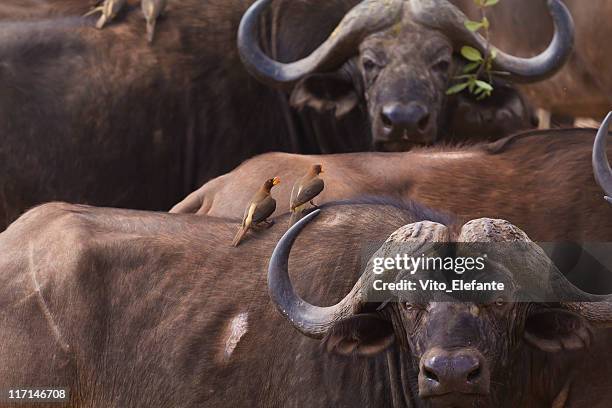 el búfalo africano y aves de menta - mpumalanga fotografías e imágenes de stock