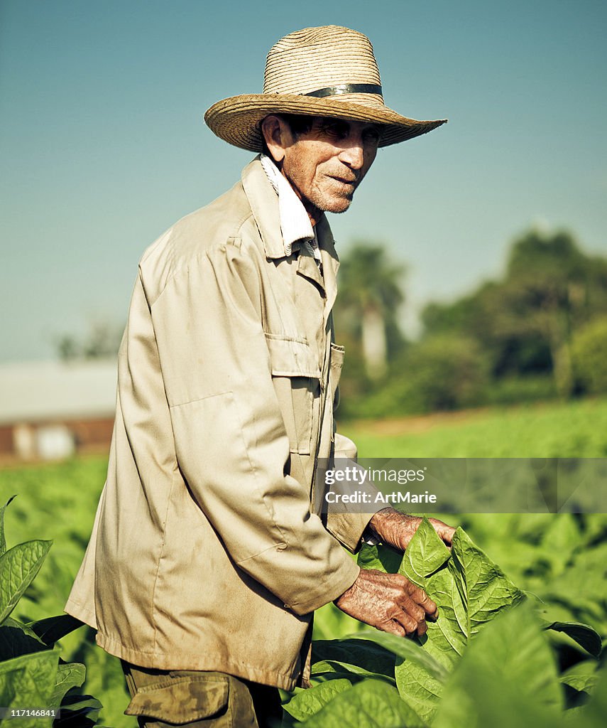 Real Cuban farmer at a tobacco plantation