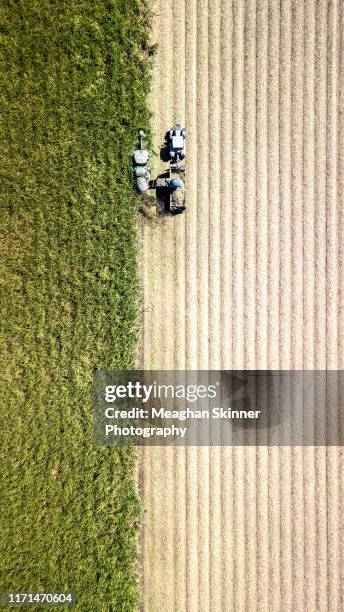 sugar cane harvesting - agriculture sugar cane stock pictures, royalty-free photos & images