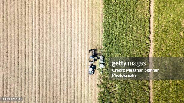 sugar cane harvesting - sugar cane field stock-fotos und bilder