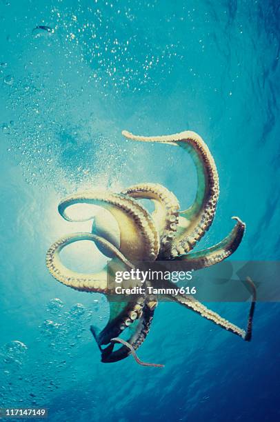 polpo nuoto gratuiti - octopus foto e immagini stock