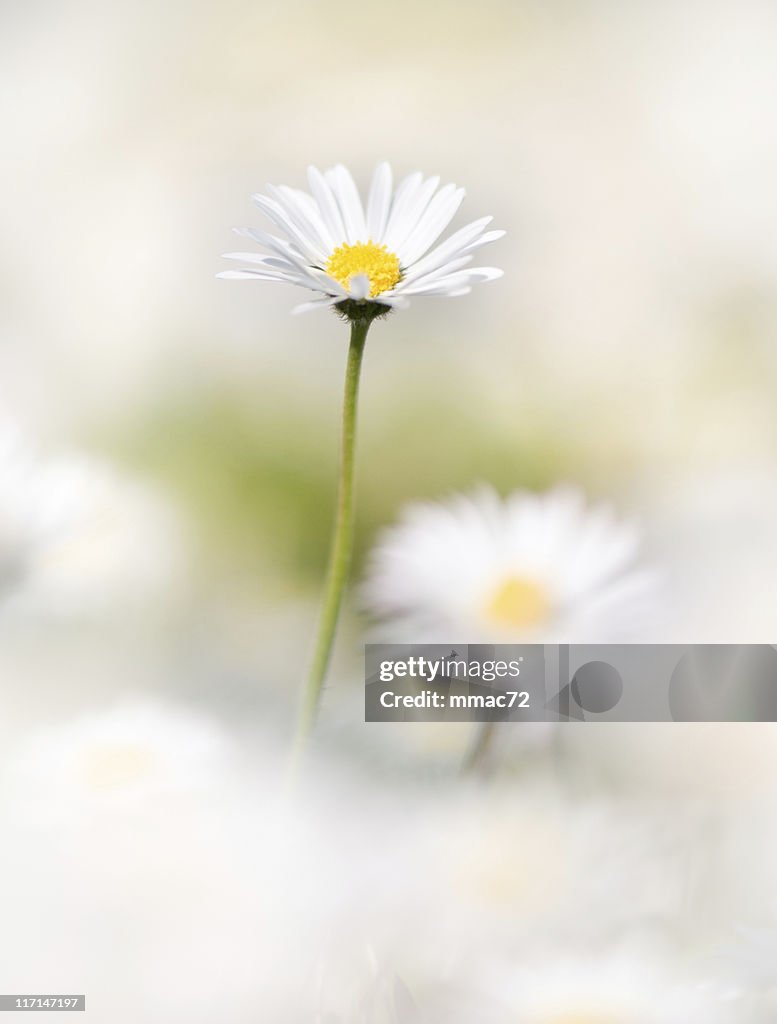 Nahaufnahme von Daisy Blume in weißen weichen Hintergrund