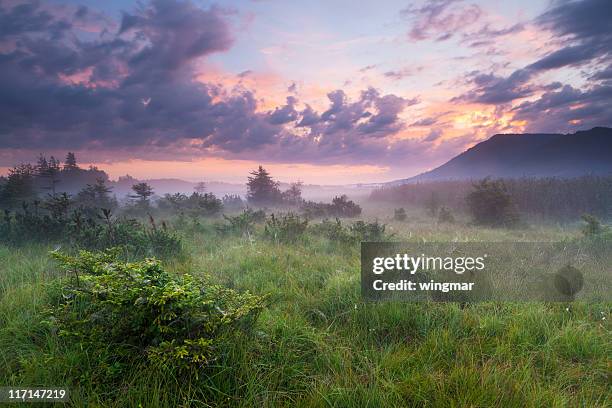 morgen nebel in einem moor mit dramatischer himmel, bayern, deutschland - motore stock-fotos und bilder