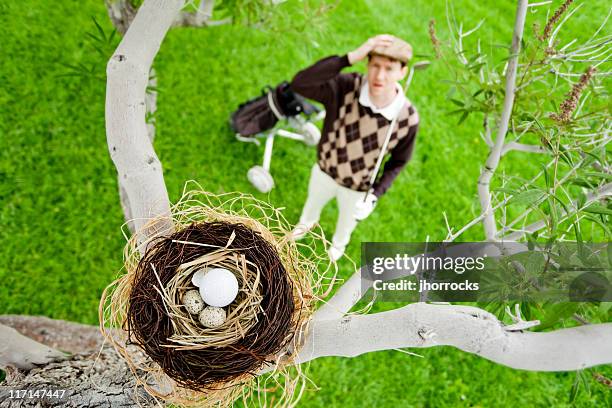 golf ball in bird nest - golf humor stock pictures, royalty-free photos & images