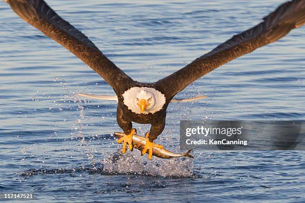 weißkopfseeadler fangen sie einen fisch - tiere bei der jagd stock-fotos und bilder