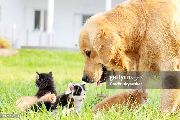 golden retriever and group of a little cats. - cat spring bildbanksfoton och bilder