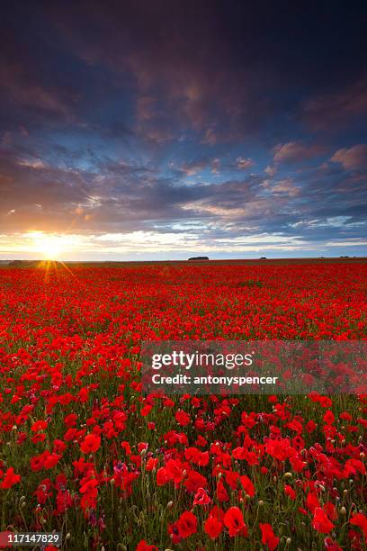poppyfield sunset - poppy stock pictures, royalty-free photos & images