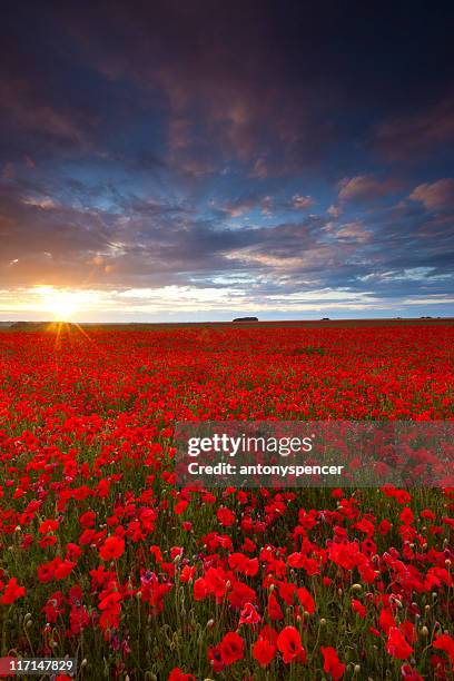 poppyfield sunset - andover bildbanksfoton och bilder