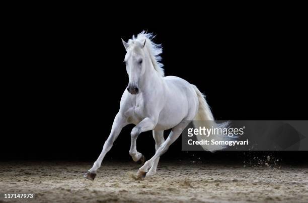 grigio stallone galloping - cavallo equino foto e immagini stock
