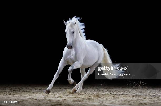 gray stallion galloping - engelse volbloed (paard) stockfoto's en -beelden