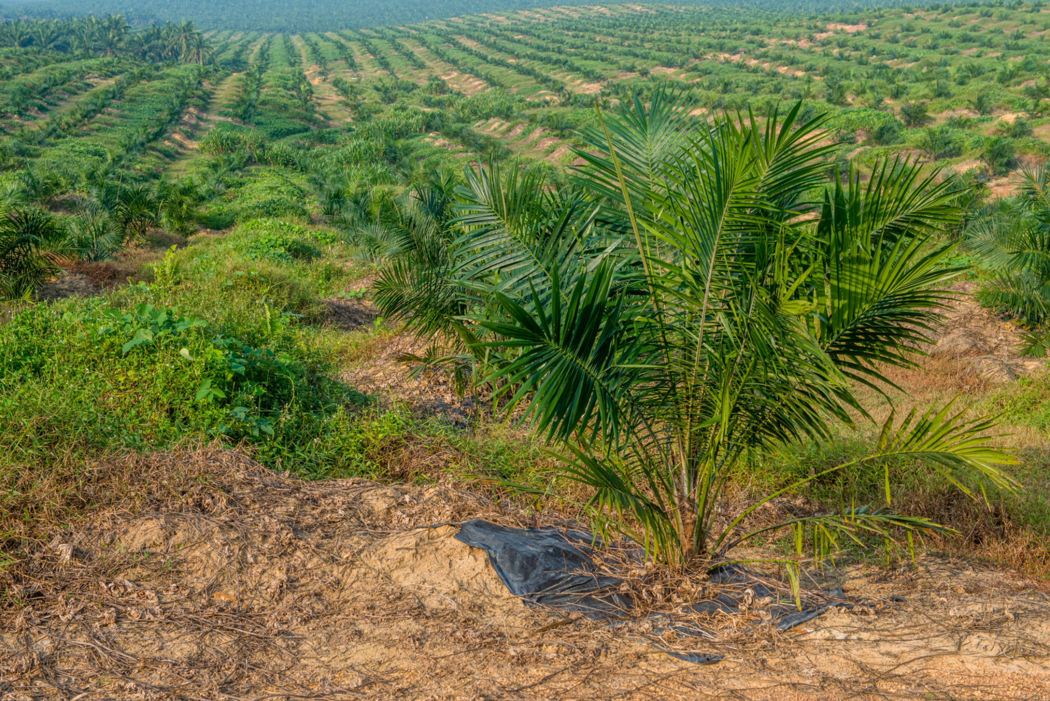 johor landscape