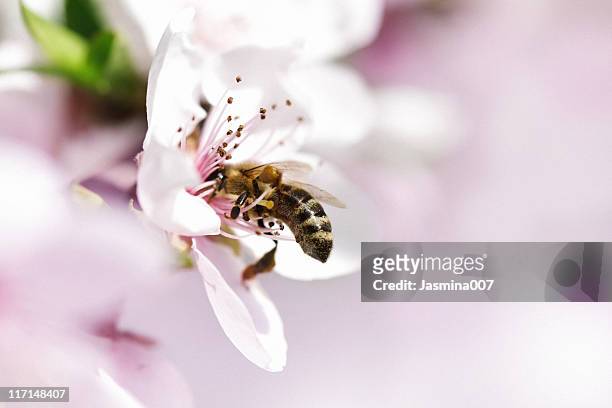 honig biene pollinating apple-blumen - bestäubung stock-fotos und bilder
