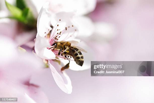 abelha de mel pollinating flor de maçã - polinização imagens e fotografias de stock