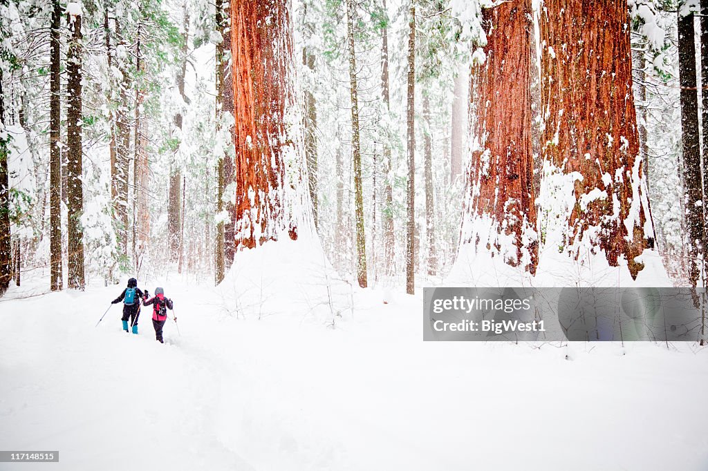 Invierno Redwoods