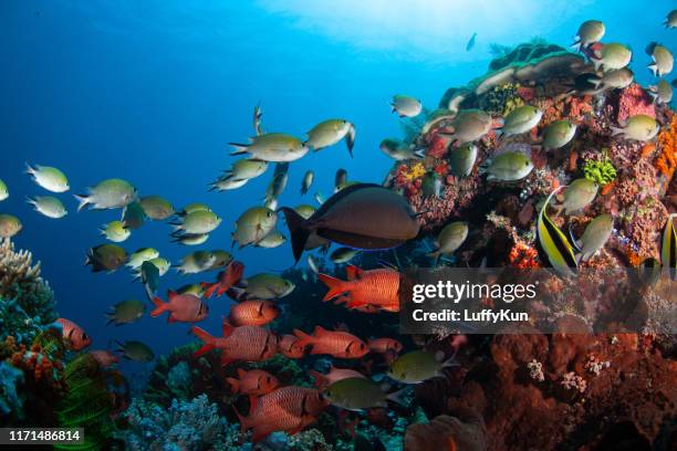 underwater world with corals and tropical fish - andaman sea stock pictures, royalty-free photos & images