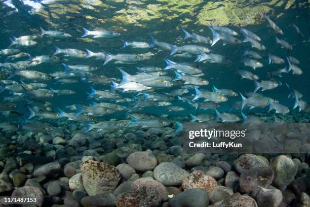 underwater world with corals and tropical fish - trimma okinawae stock pictures, royalty-free photos & images