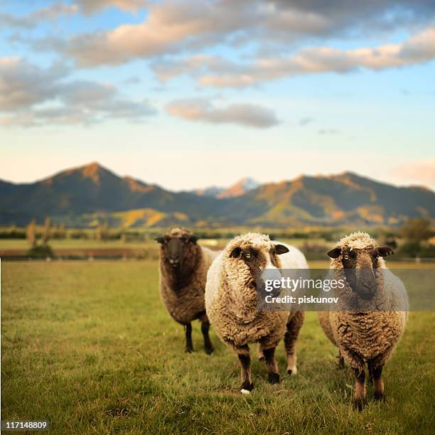 milchlamm, neuseeland meadow - kaschmirwolle stock-fotos und bilder