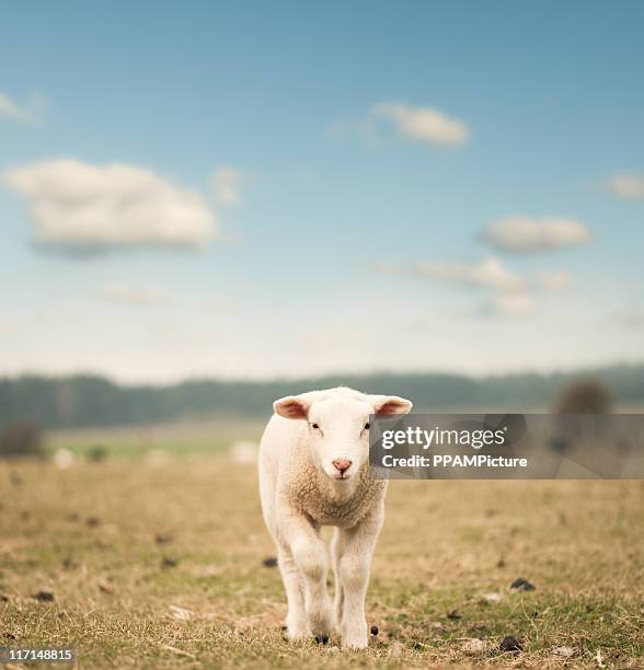 single lamb on the field - lam dier stockfoto's en -beelden