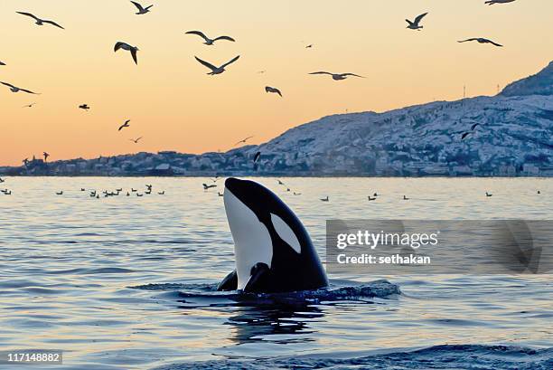 orca emerging from the ocean at sunset with coast and birds - breaching stock pictures, royalty-free photos & images