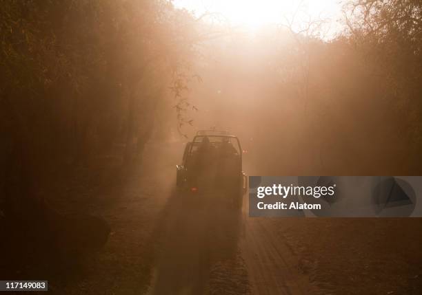 game drive in the jungle - bandhavgarh national park stock pictures, royalty-free photos & images