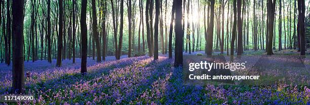 panoramic bluebell woodland. - bluebell stock pictures, royalty-free photos & images