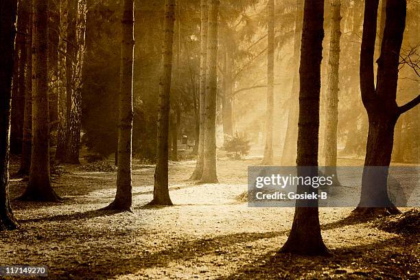 forest on a foggy morning - wroclaw park stock pictures, royalty-free photos & images
