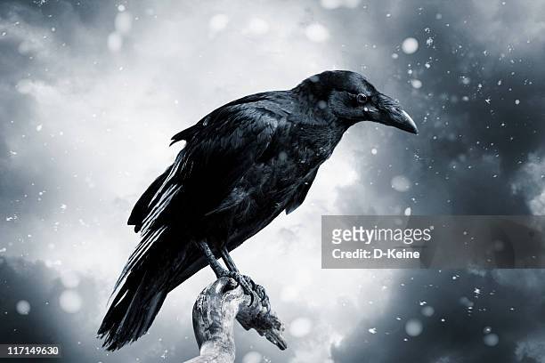raven - raven bird stockfoto's en -beelden