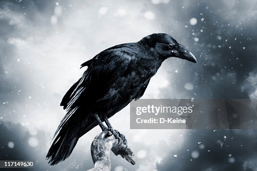 Raven