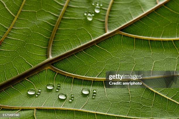 emissioni di co2 su foglia - emissioni di co2 foto e immagini stock