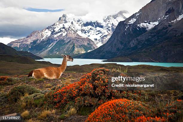 guanaco at torres del paine xxxl - patagonian andes stock pictures, royalty-free photos & images