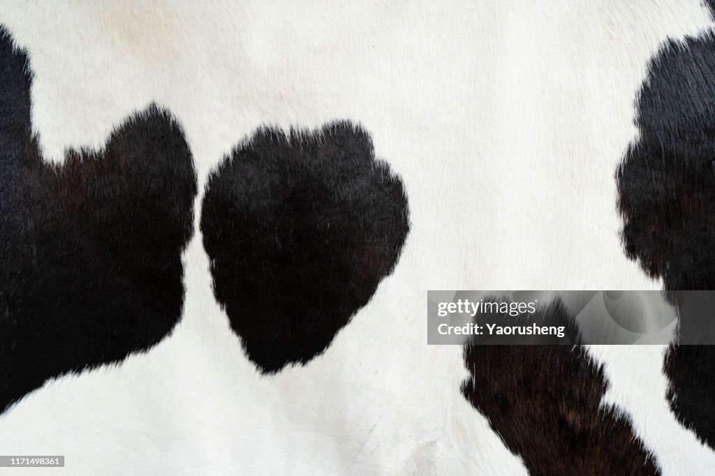 Cow skin Pattern texture