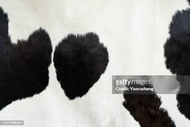 cow skin pattern texture - vache noire et blanche photos et images de collection