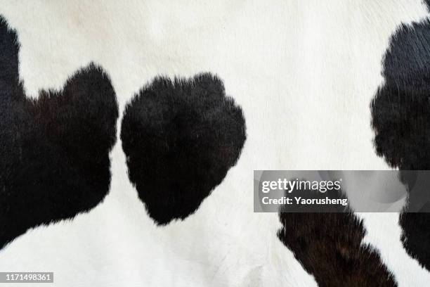 cow skin pattern texture - anti gravity stock pictures, royalty-free photos & images