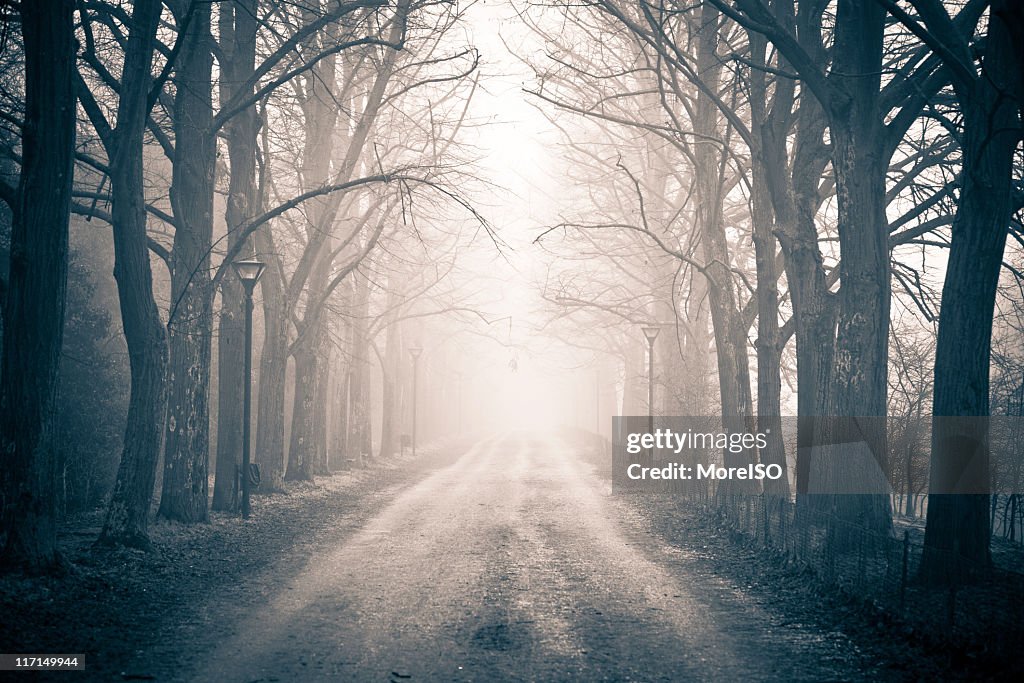 Abandoned tree-lined country road in the morning