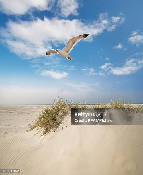 duna grasso sulla spiaggia - seagull foto e immagini stock