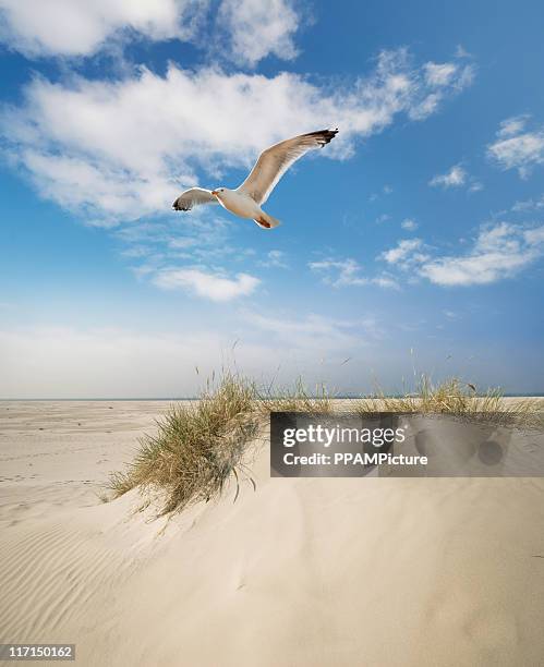 dune gras at the beach - seagull bildbanksfoton och bilder