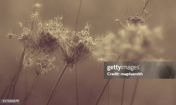 getrocknete queen anne's spitze blumen - sepia stock-fotos und bilder