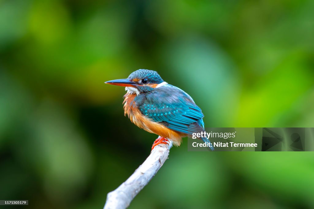 Commn Rabbuck Beautiful Of Kingfisher Bird The Common Kingfisher Perching On Tree ...