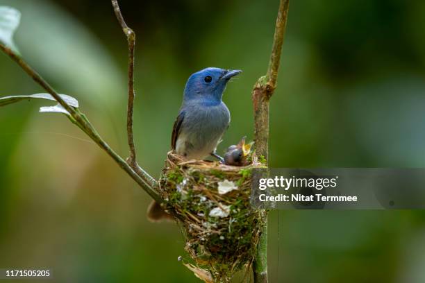 beautiful female of black-naped monarch, black-naped blue monarch (hypothymis azurea ) the beautiful blue birds guarding their chicks in the nest, in nature of thailand - birds nest ストックフォトと画像
