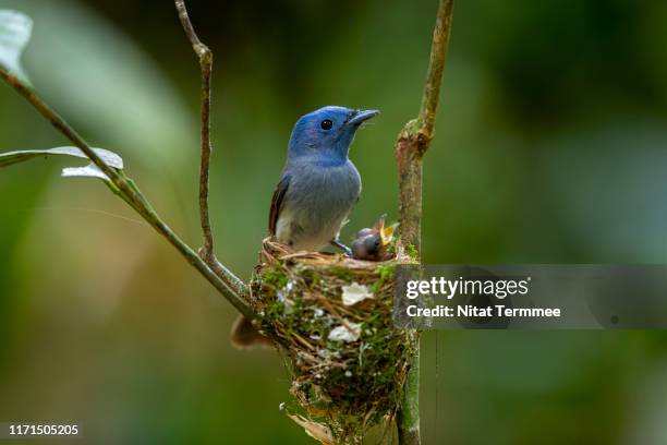 beautiful female of black-naped monarch, black-naped blue monarch (hypothymis azurea ) the beautiful blue birds guarding their chicks in the nest, in nature of thailand - nesting ground stock pictures, royalty-free photos & images