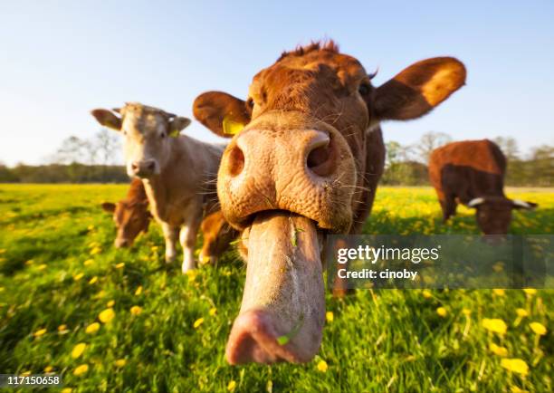 crazy cow - stick tongue out stock pictures, royalty-free photos & images