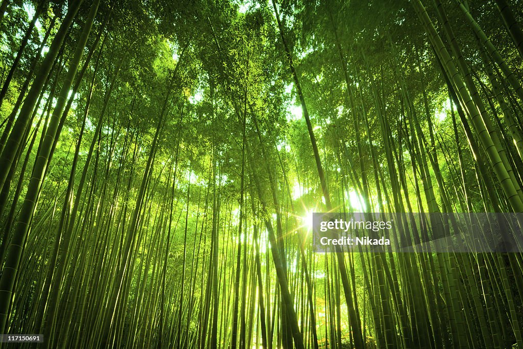 Bosque de bambúes asiáticos
