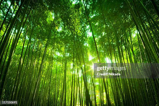 asian floresta de bambu - bambu - fotografias e filmes do acervo