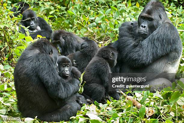 family life, eastern lowland gorillas in congo, wildlife shot - silverback gorilla stock pictures, royalty-free photos & images
