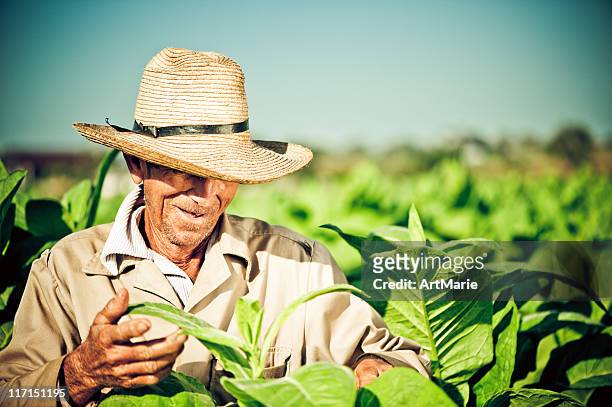 real cuban farmer at a tobacco plantation - tobacco workers stockfoto's en -beelden